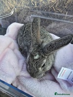 Lionhead rabbits 8 beautiful babies - Advert 6