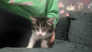 Mixed Breed cats - Advert 2