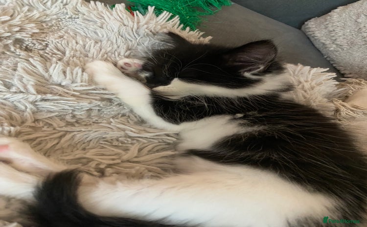 British Longhair cats - Advert 1