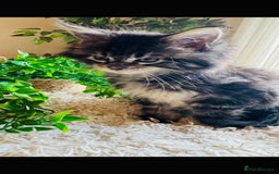 Maine Coon cats for sale: Beautiful GCCF Maine Coon kittens - Advert 23