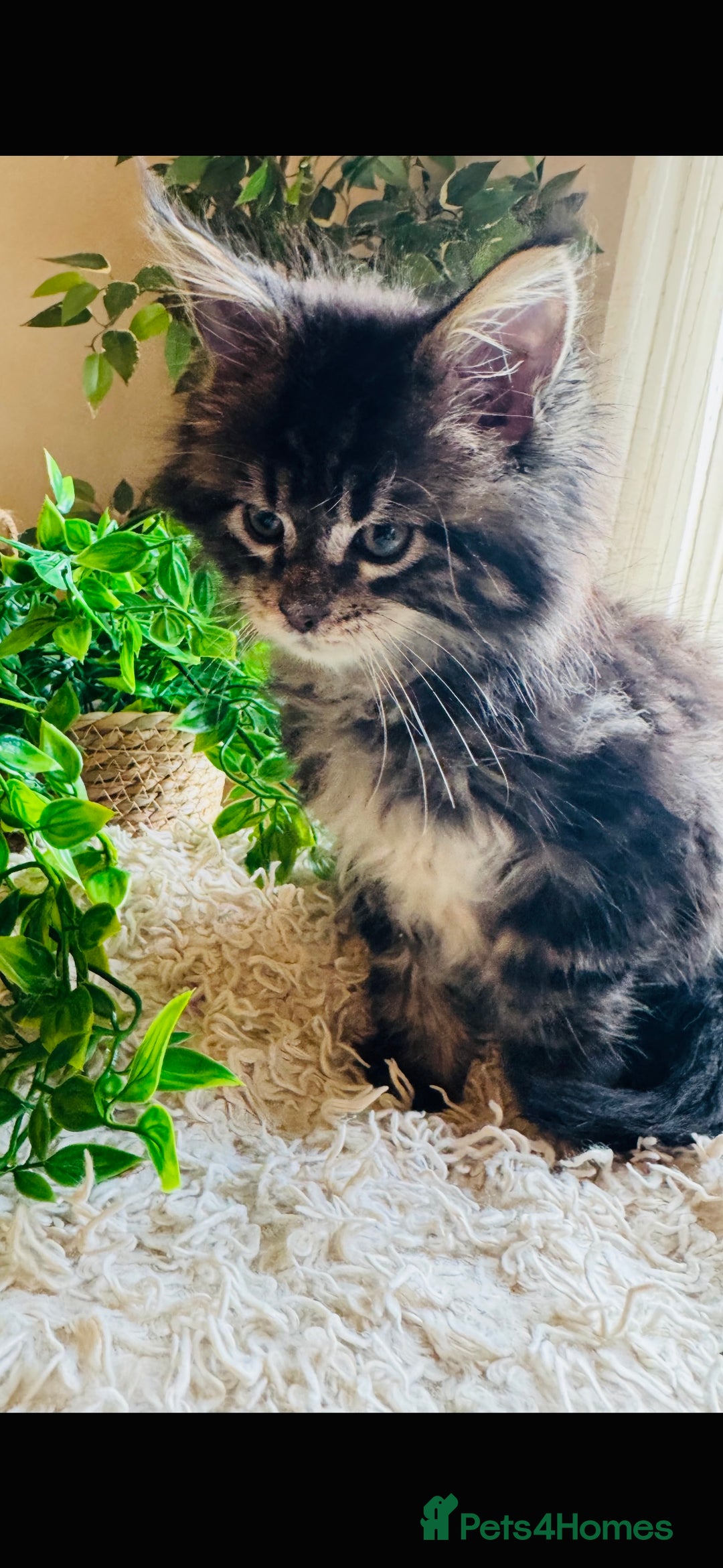Maine Coon cats for sale: Beautiful GCCF Maine Coon kittens - Advert 23
