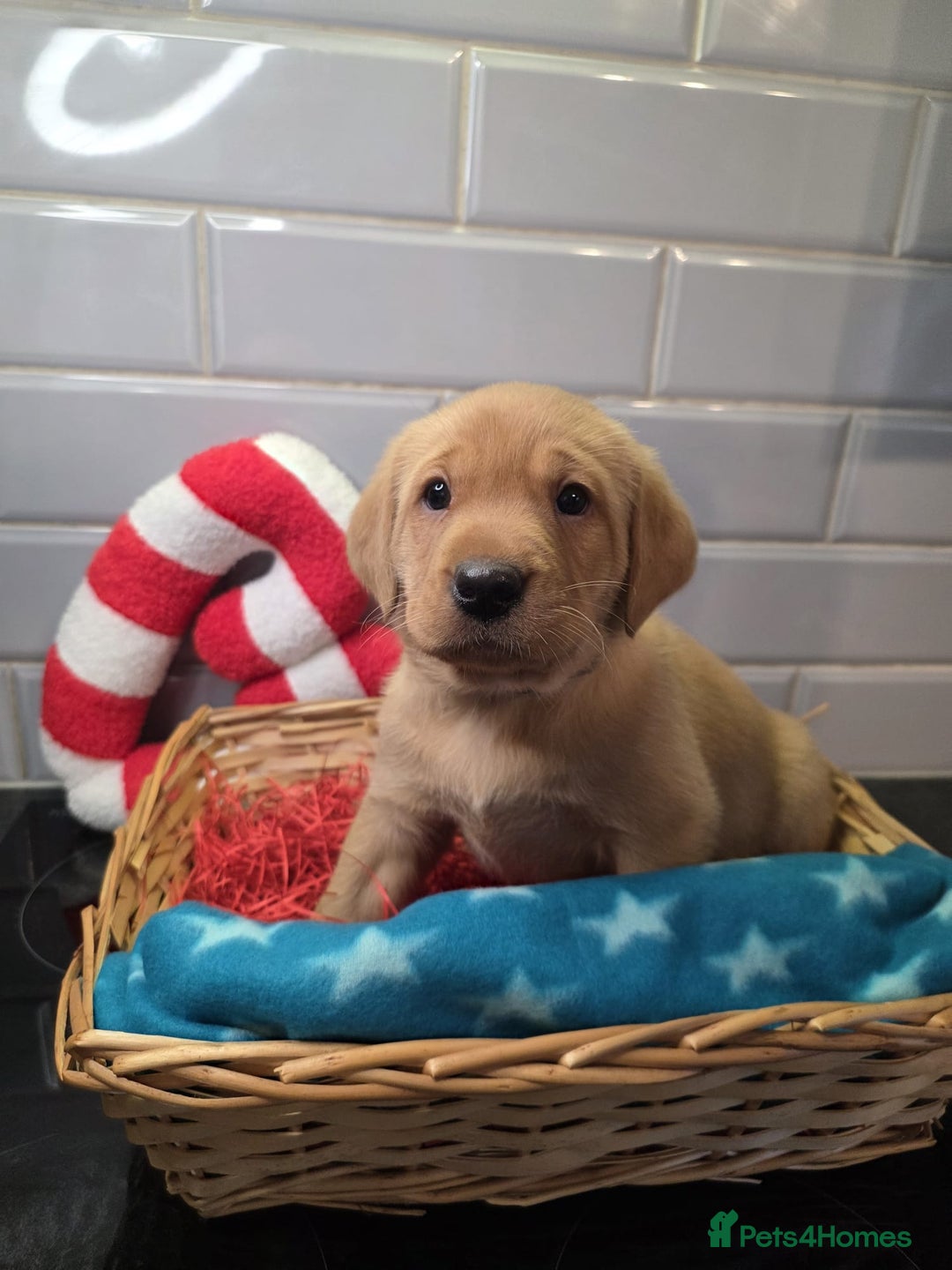 Labrador Retriever dogs for sale: STUNNING RED FOX LABS AVAILABLE 9TH JAN - Advert 11