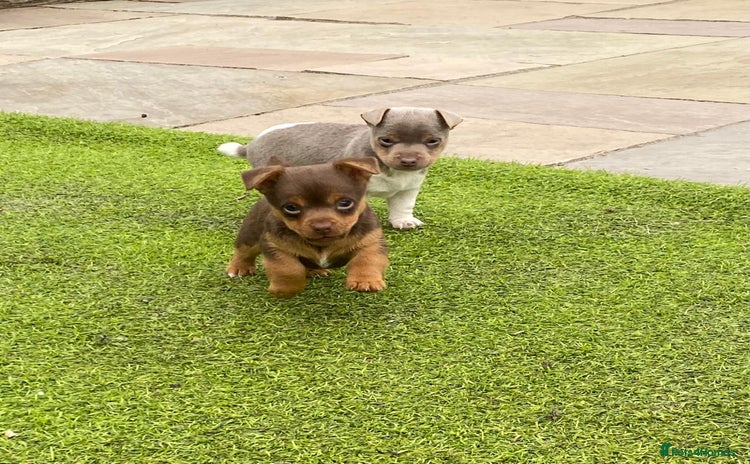 Jack Russell dogs - Advert 6