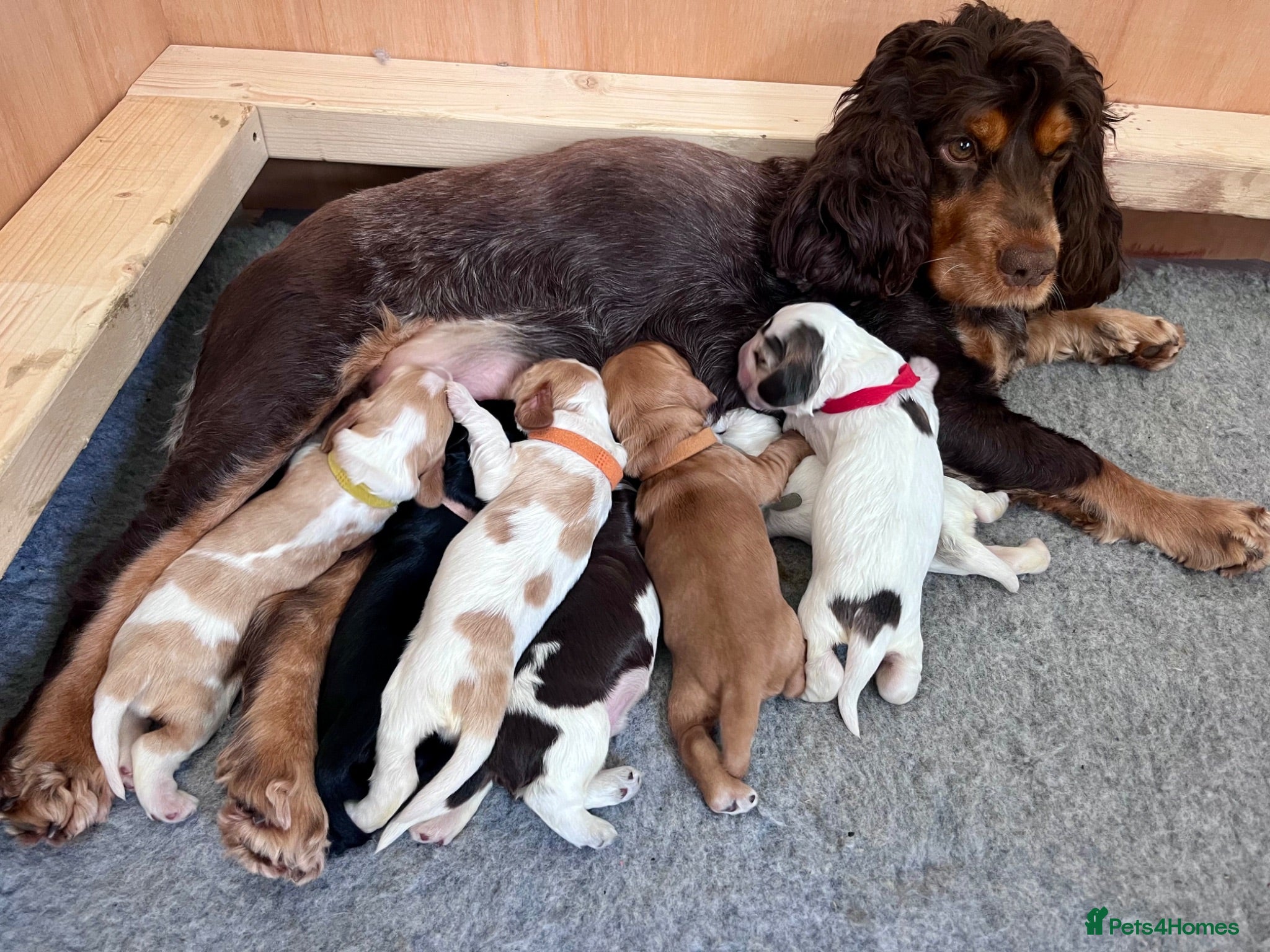 Cocker Spaniel dogs Show Cocker Spaniel Puppies for sale - Advert 18