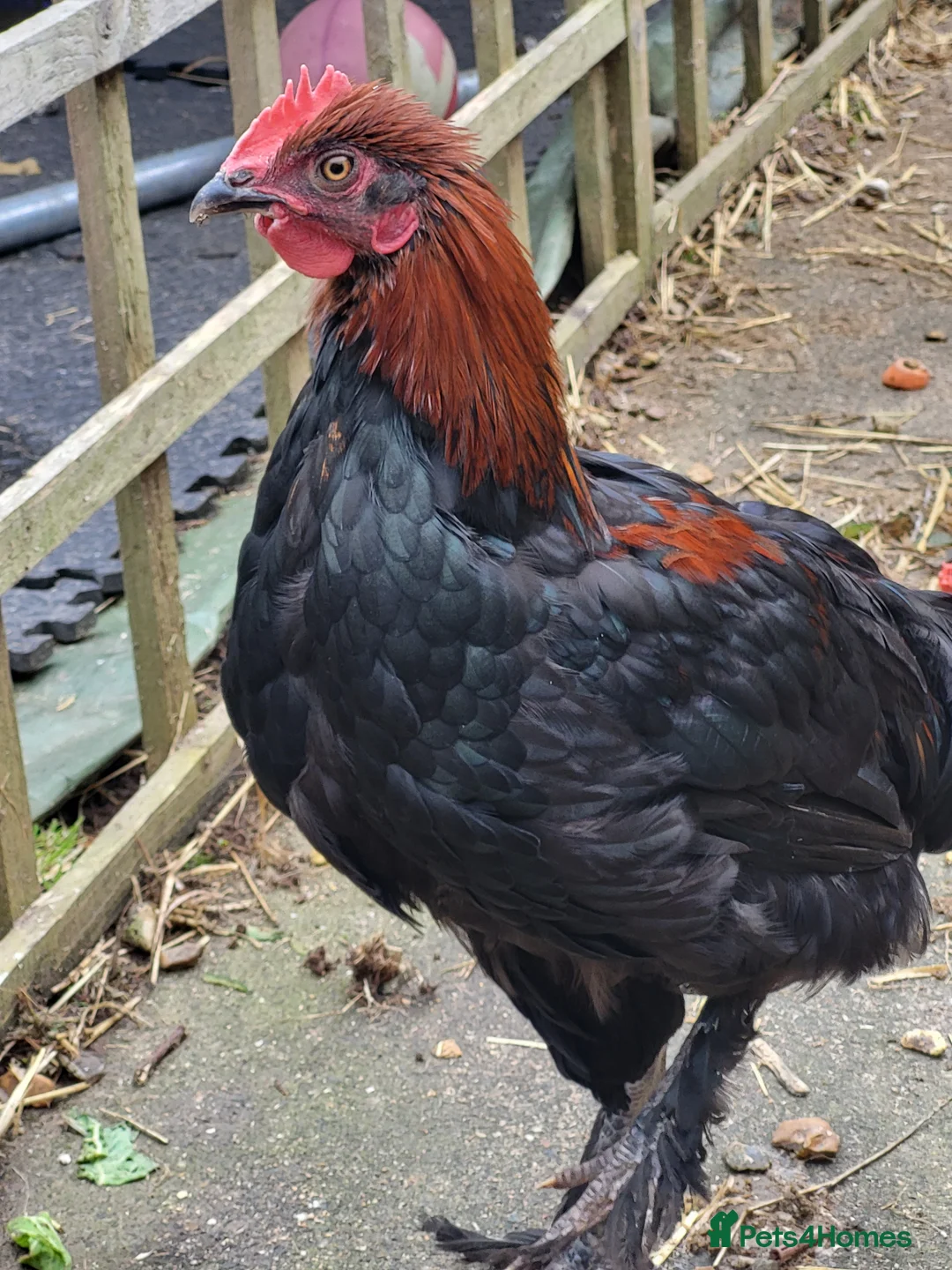Chickens poultry for sale: Free to good home copper maran cockeral - Advert 3