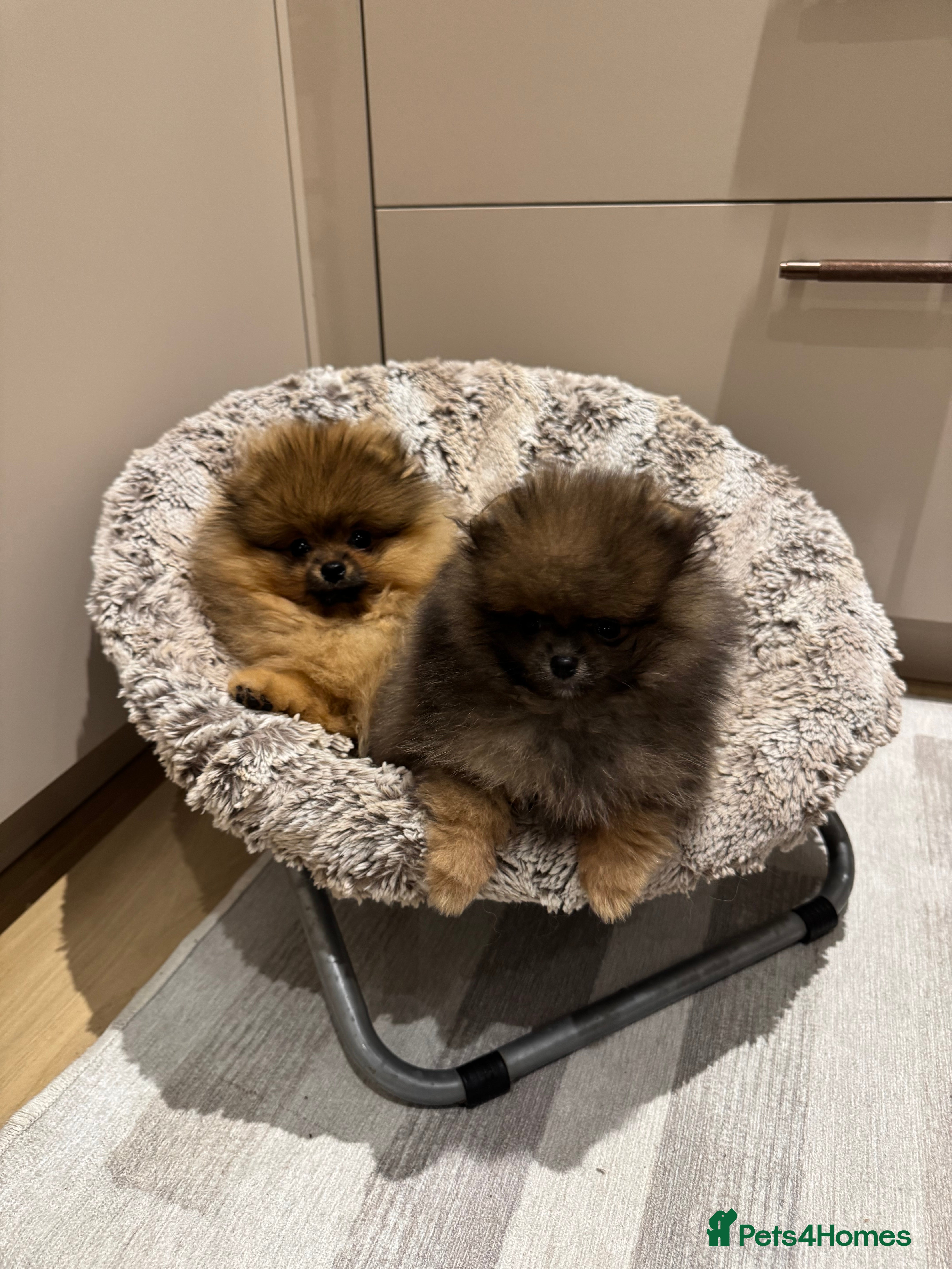 Pomeranian dogs Show Pomeranian puppy born and raised in London in London - Advert 1