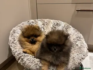 Pomeranian dogs Show Pomeranian puppy born and raised in London in London - Advert 3