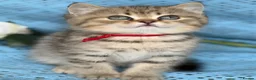 British Longhair cats for sale: British Longhair golden shaded kittens TICA - Advert 6