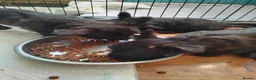 Scottish Terrier dogs for sale: Ready to go Scottish terrier puppies available - Advert 10