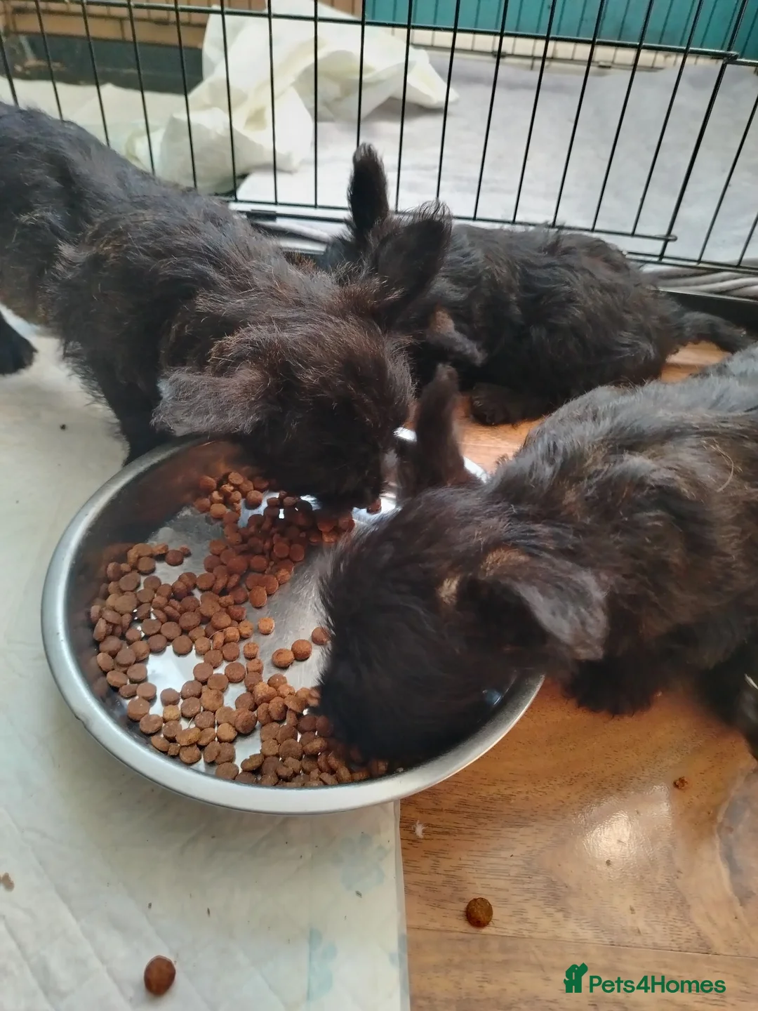 Scottish Terrier dogs for sale: Ready to go Scottish terrier puppies available - Advert 10