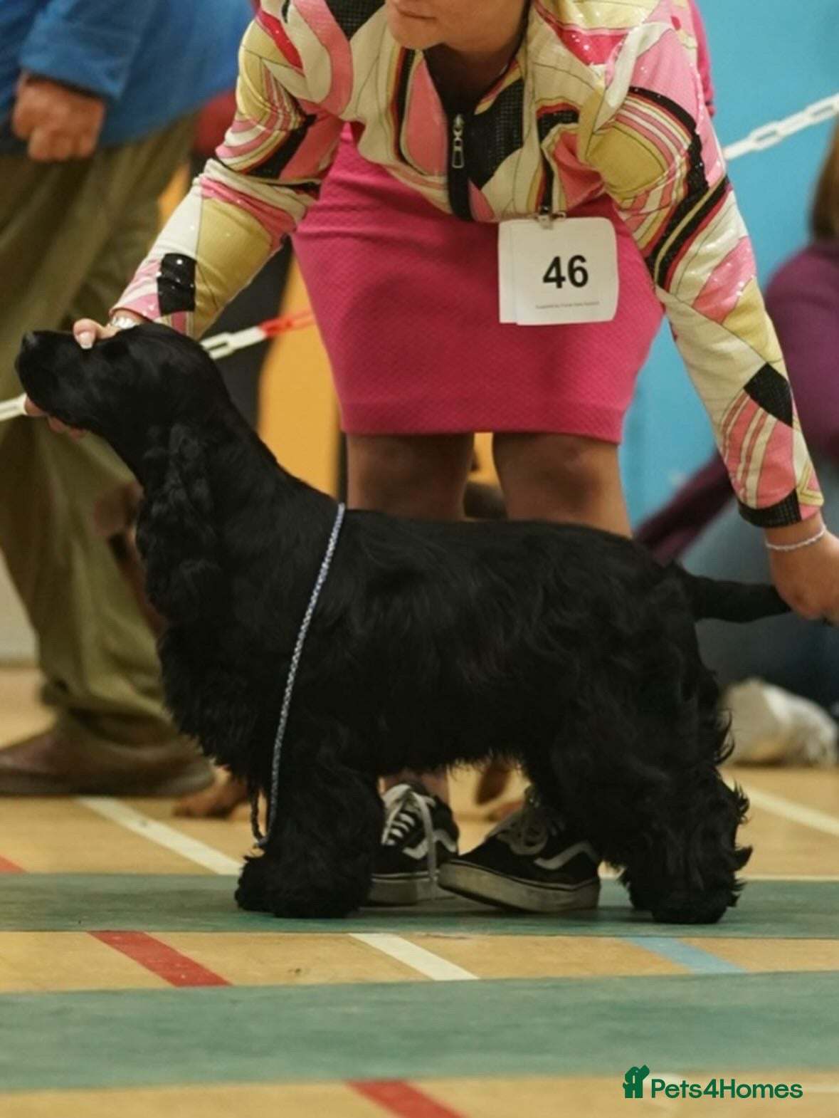 Cocker Spaniel dogs Real true show type puppies.  - Advert 10
