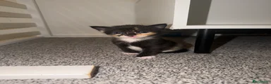 Domestic Shorthair 2