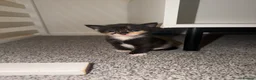 Domestic Shorthair cats for sale: 5 beautiful domestic shorthair kittens  - Advert 6