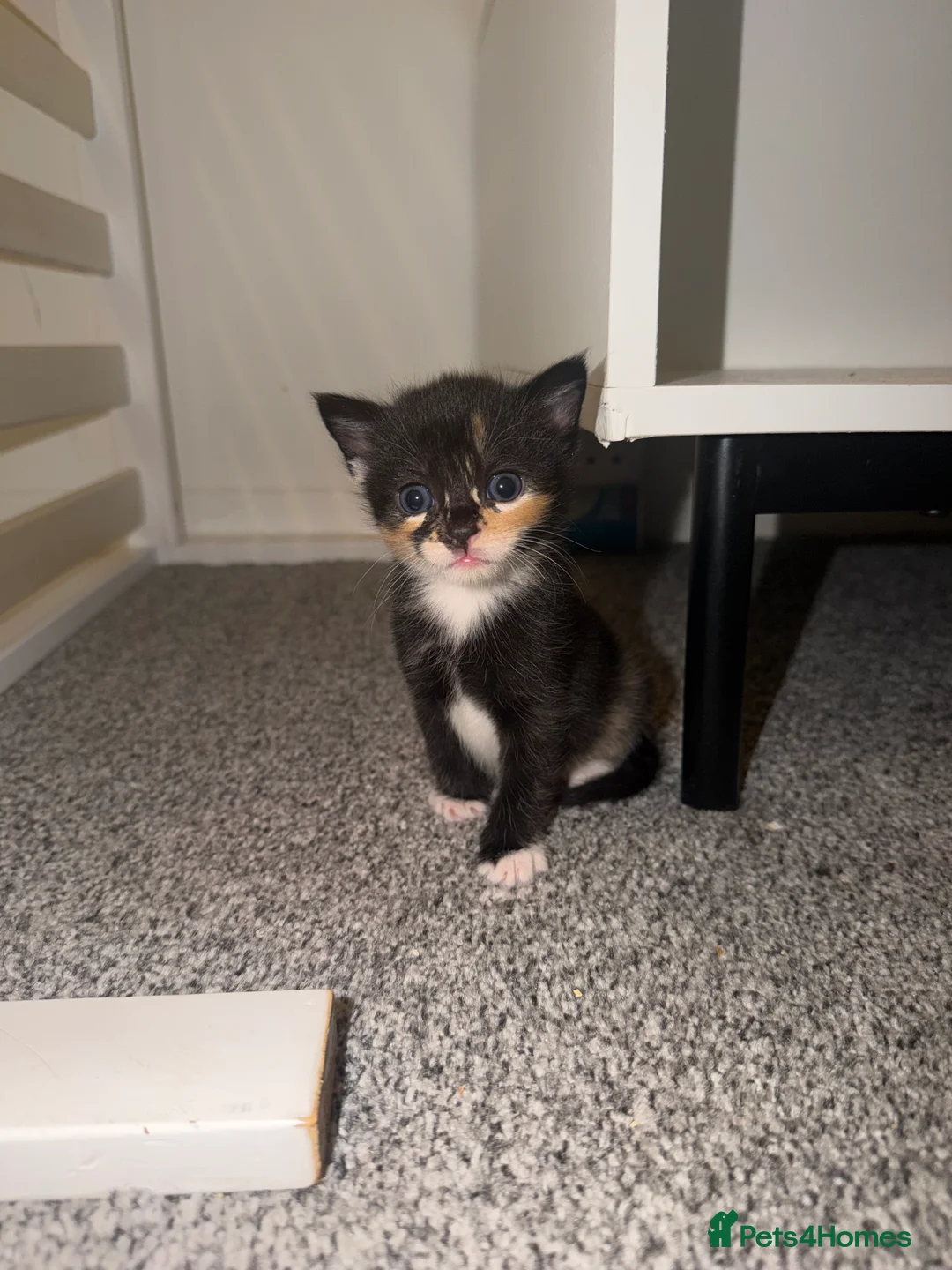Domestic Shorthair cats for sale: 5 beautiful domestic shorthair kittens  - Advert 6