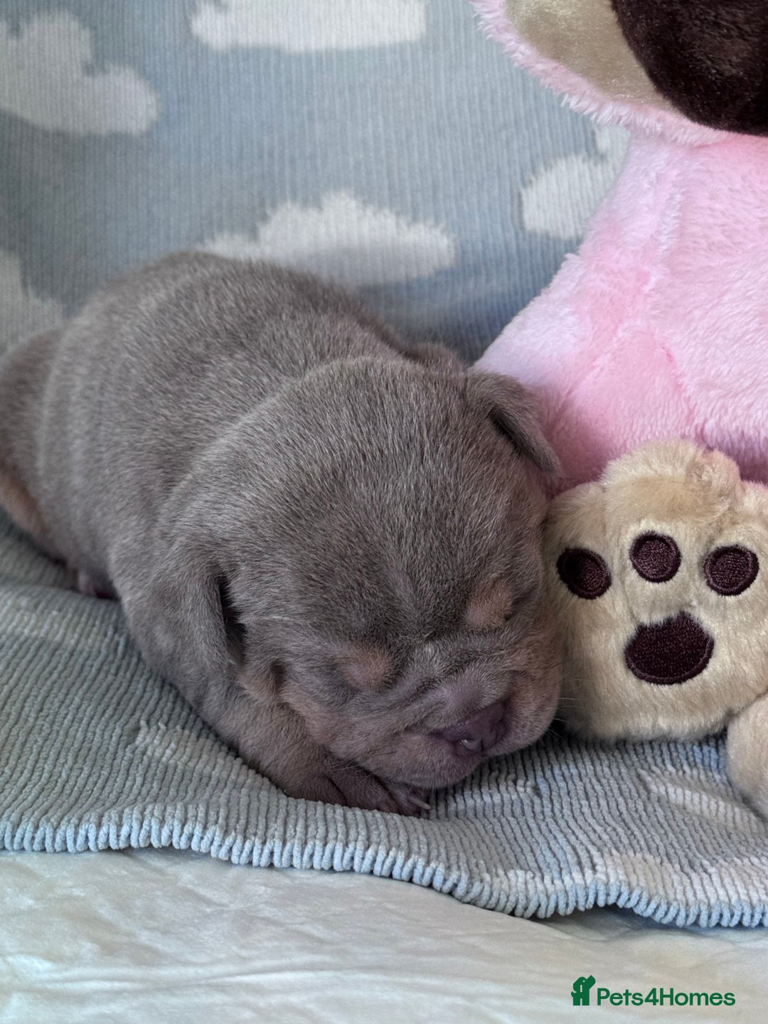 English Bulldog dogs for sale: Self Whelped Healthy English bulldog Babies❤️🤍 - Image 10