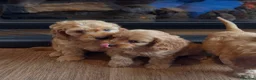Cockapoo dogs for sale: Cockapoo puppies  - Advert 6