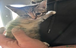 British Shorthair cats for sale: Gorgeous kittens ready soon 3 girls 😍 - Image 2