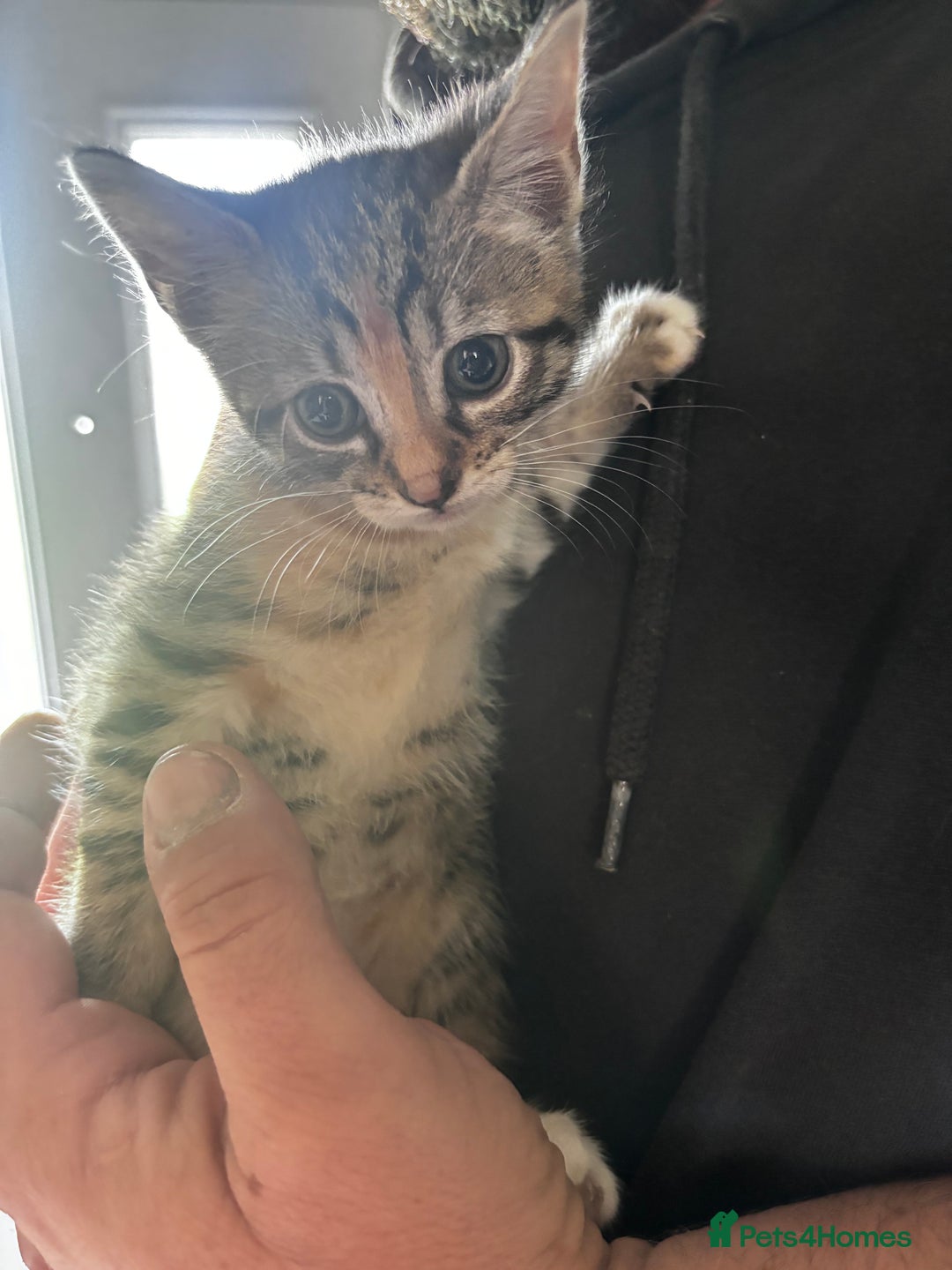 British Shorthair cats for sale: Gorgeous kittens ready soon 3 girls 😍 - Image 2