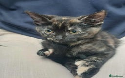 British Longhair cats for sale: kitten - Image 2