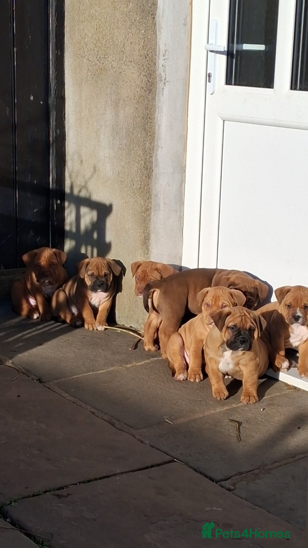 English Bulldog dogs for sale: Beautiful bulldog x rotty mastiff - Advert 12