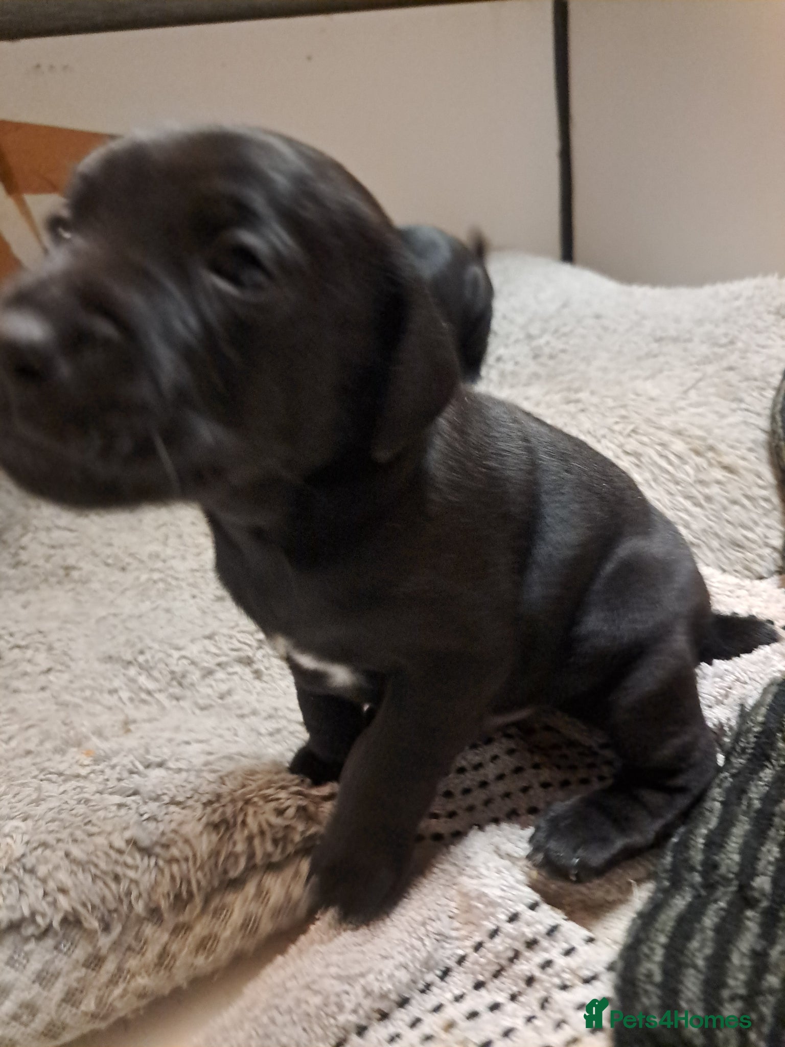 Patterdale Terrier dogs Patterdale puppies for sale - Advert 4