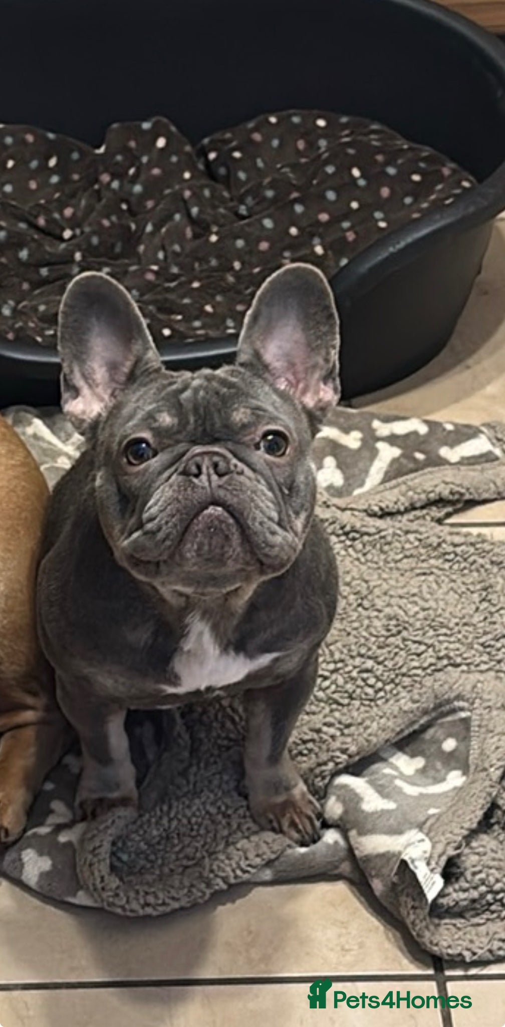 French Bulldog dogs for sale: Bambi French bulldog  - Advert 3