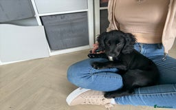 Cocker Spaniel dogs for sale: Cocker spaniel   - Image 2