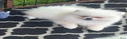Pomeranian dogs for sale: pomarain pups - Advert 12