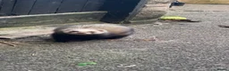Ferret rodents for sale: baby ferrets for reserve male only - Advert 7
