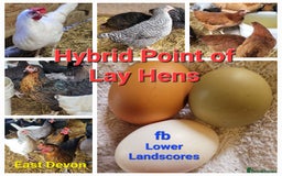 Chickens poultry for sale: Hybrid Point of Lay Hens  in Honiton - Image 1
