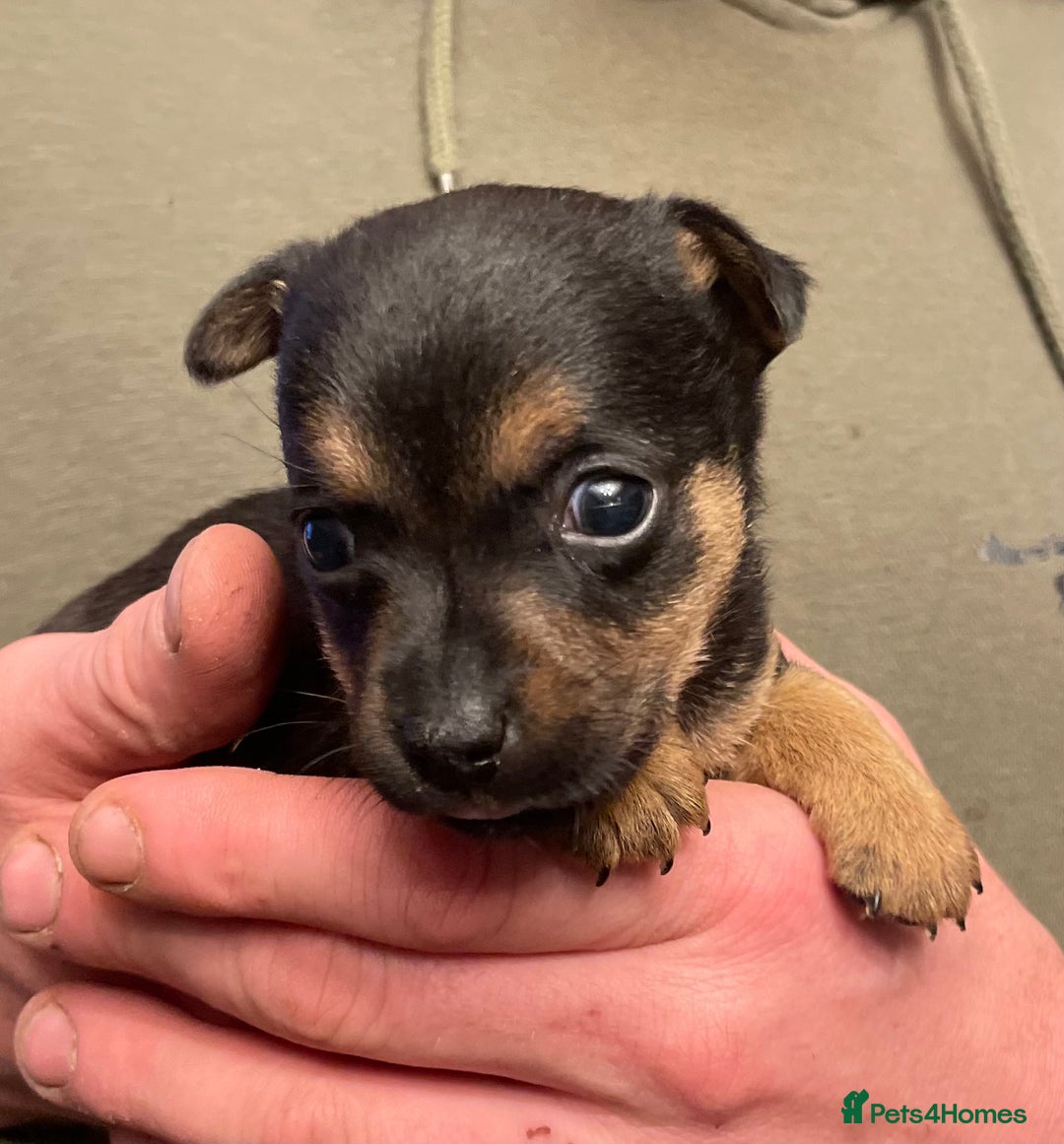 Jack Russell dogs for sale: Beautiful docked miniature Jack Russell puppies - Advert 16