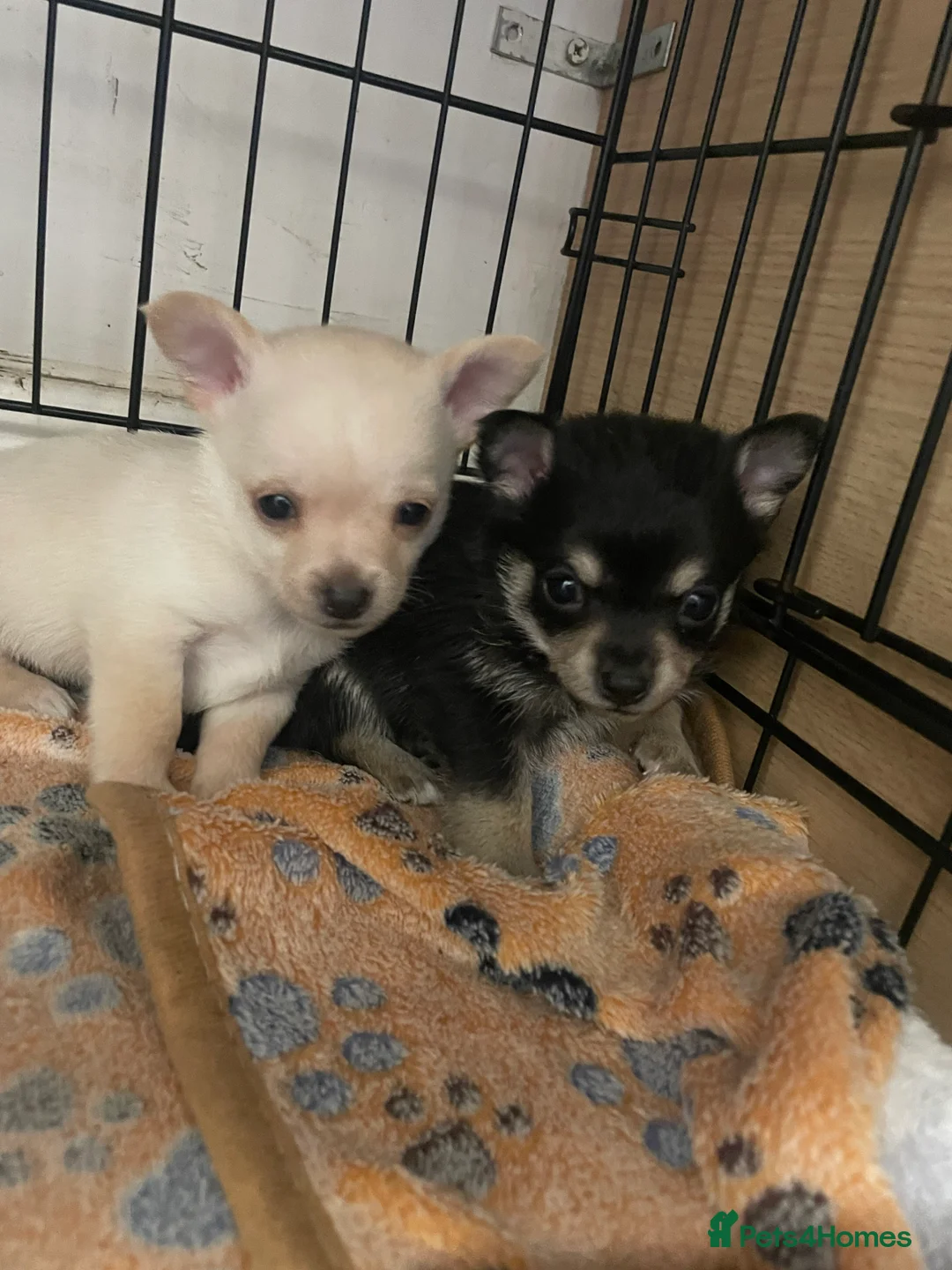 Chihuahua dogs for sale: chihuahua pups  - Advert 2
