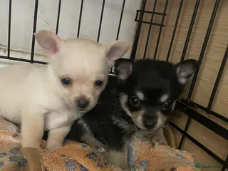 Chihuahua dogs chihuahua pups - Advert 5
