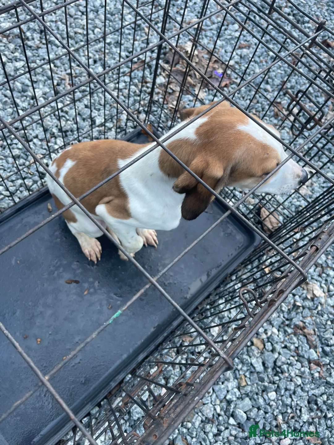 Mixed Breed dogs for sale: Saluki/greyhound puppies  - Advert 5