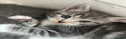 Russian Blue cats for sale: 🐾 Russian Blue Kittens – 5 Beautiful Females 🐾 - Advert 8