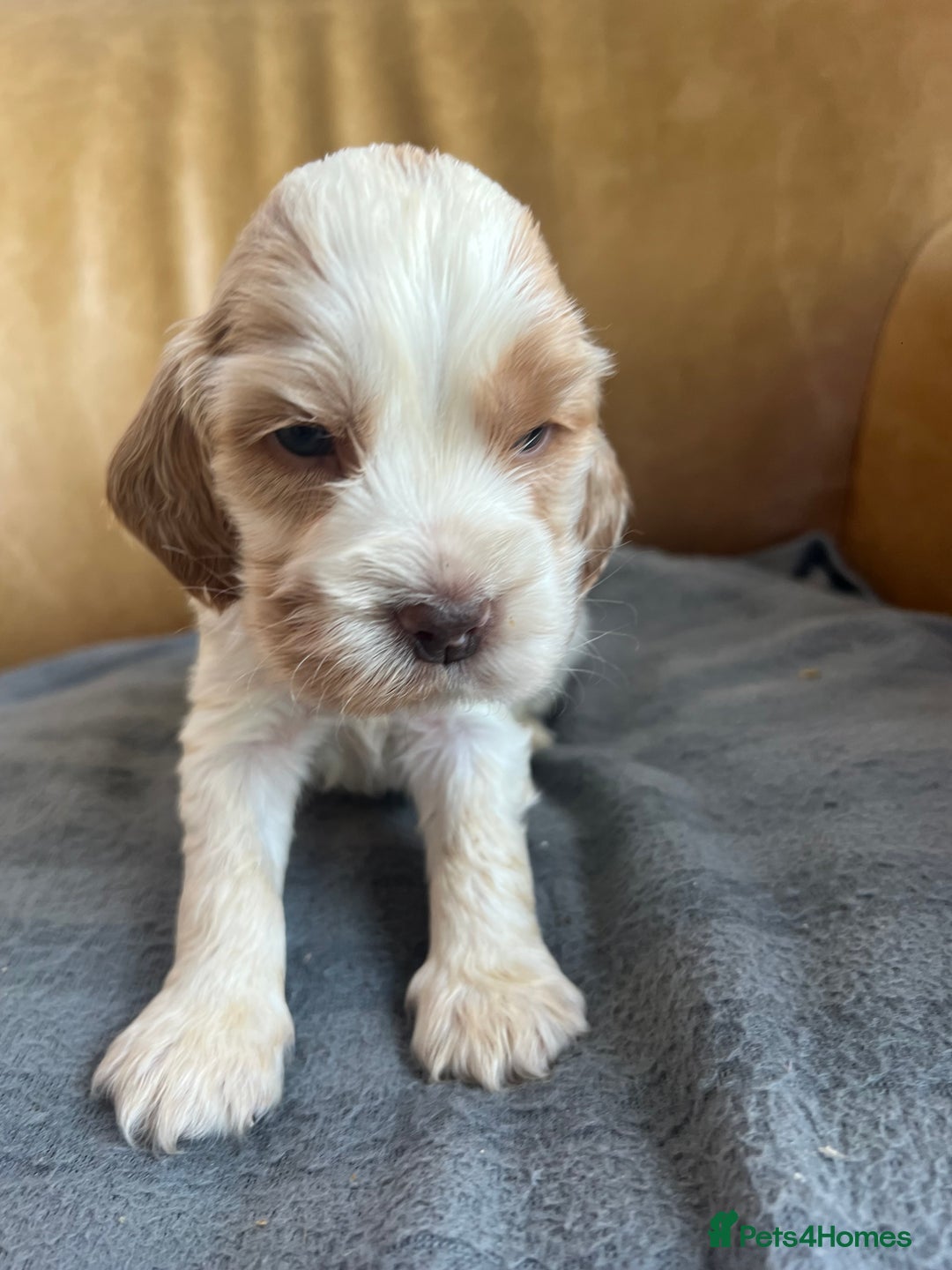 Cocker Spaniel dogs for sale: 🐾Gorgeous Cocker Spaniel Puppies 🐶🐾 - Image 25