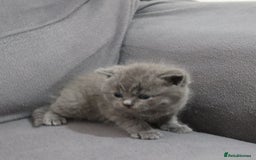 British Shorthair cats for sale: British shorthair kittens lilac/blue - Image 12