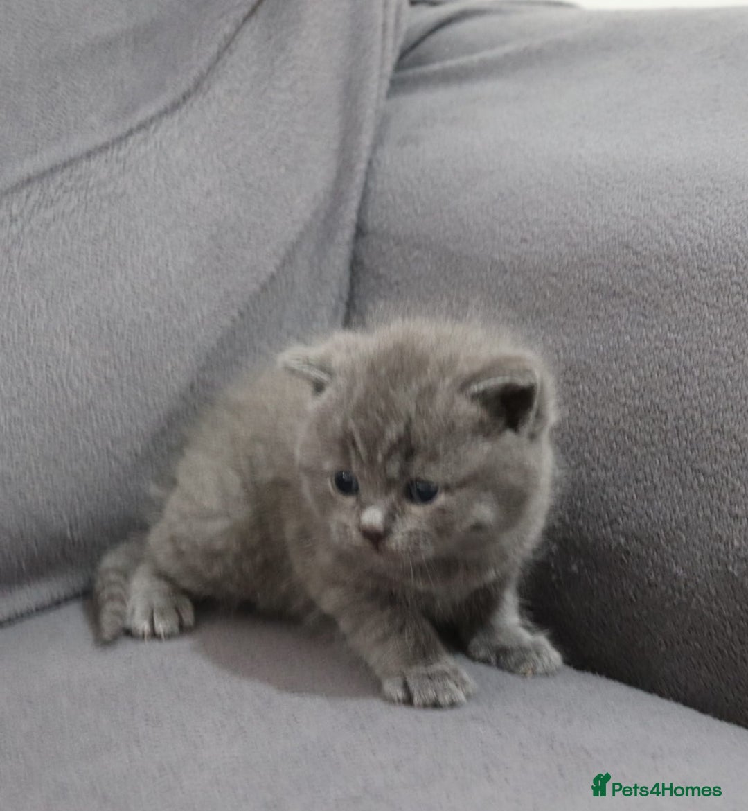 British Shorthair cats for sale: British shorthair kittens lilac/blue - Image 12