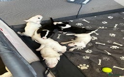 Bull Terrier dogs for sale: Bull Terrier Puppies - Image 9