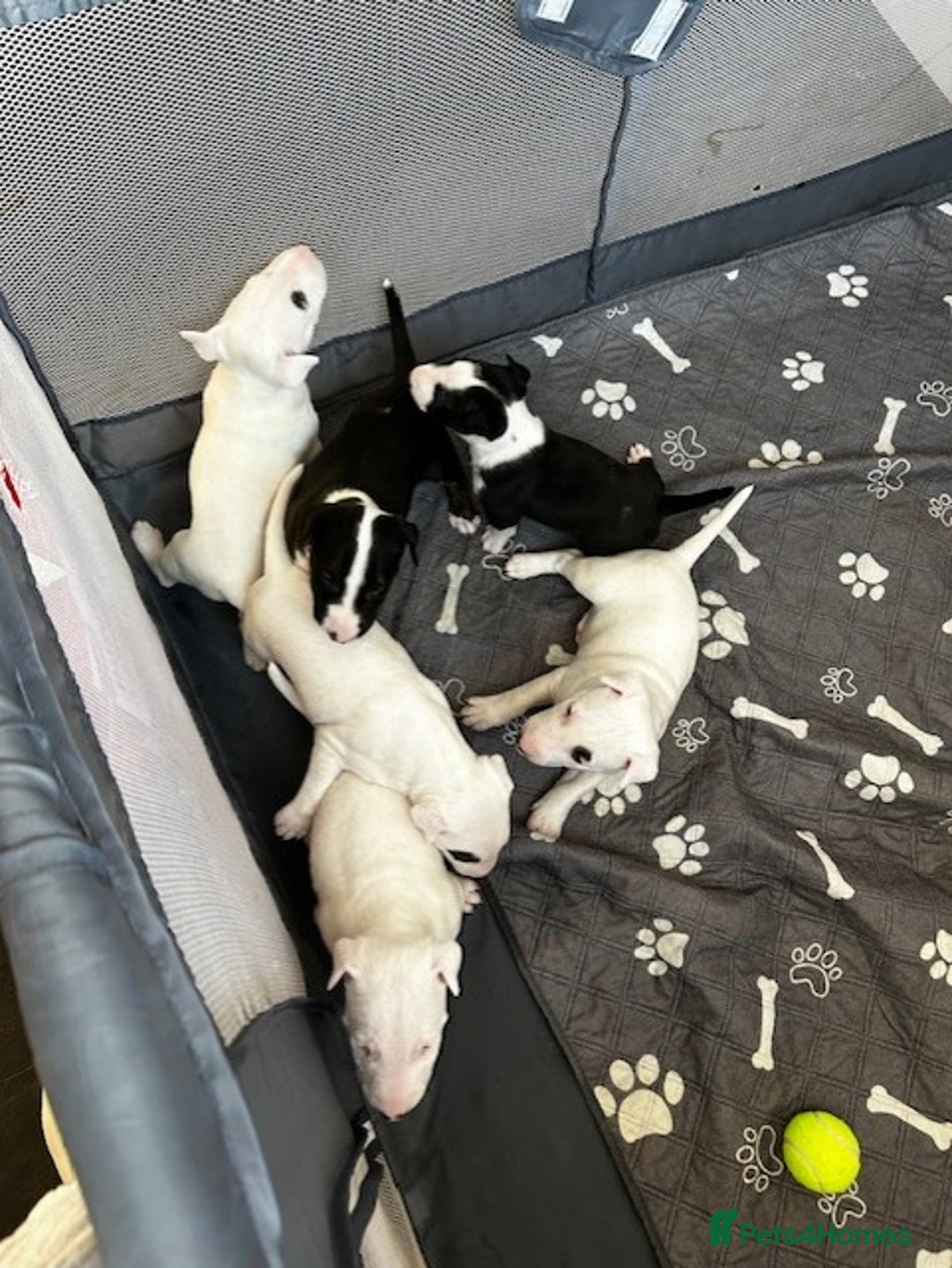 Bull Terrier dogs for sale: Bull Terrier Puppies - Image 9