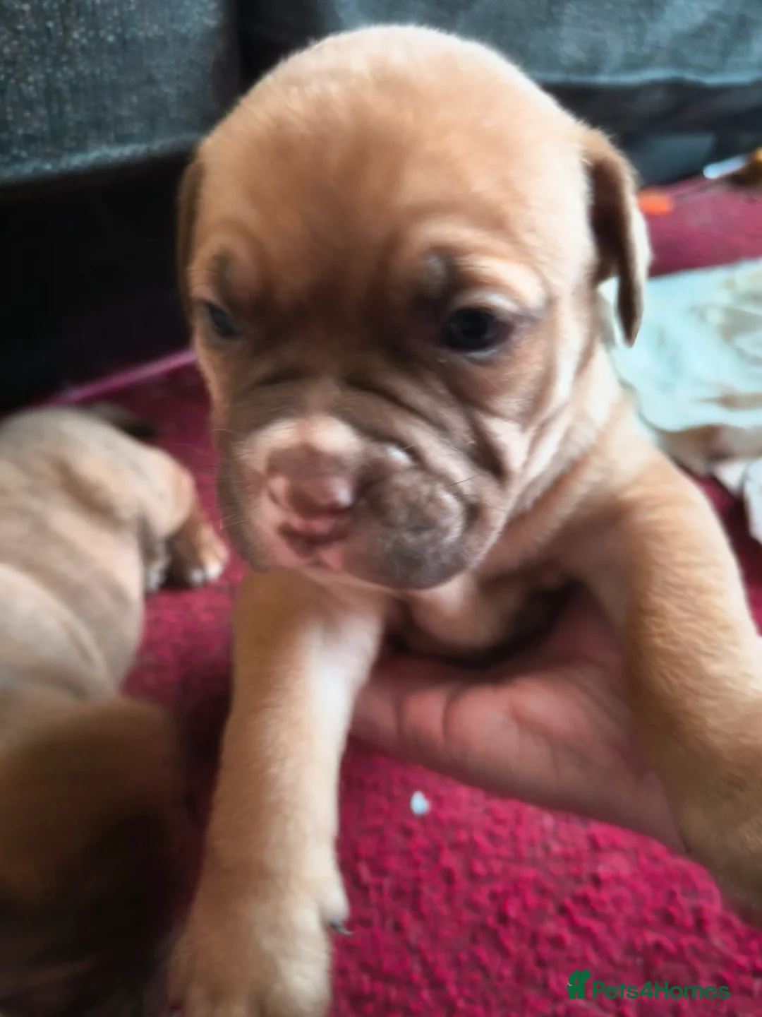 Mixed Breed dogs for sale: Dogue de bordeaux cross old time english bulldog in Newcastle upon Tyne - Advert 12