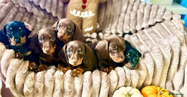 Dachshund dogs - Advert 5