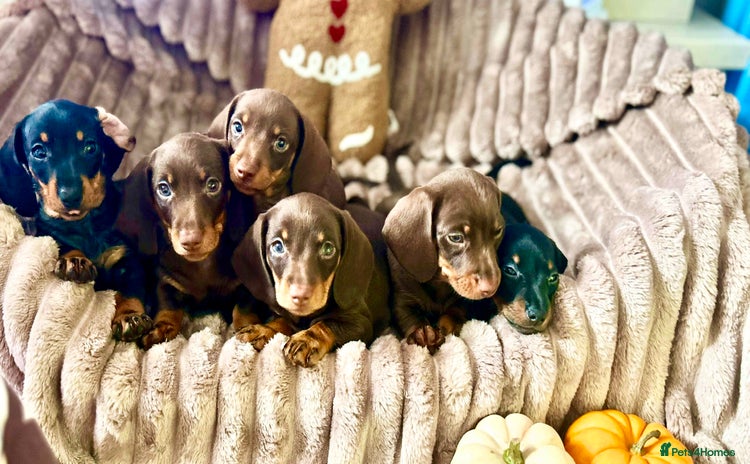Dachshund dogs - Advert 1