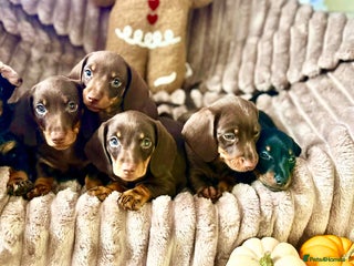 Dachshund dogs - Advert 14