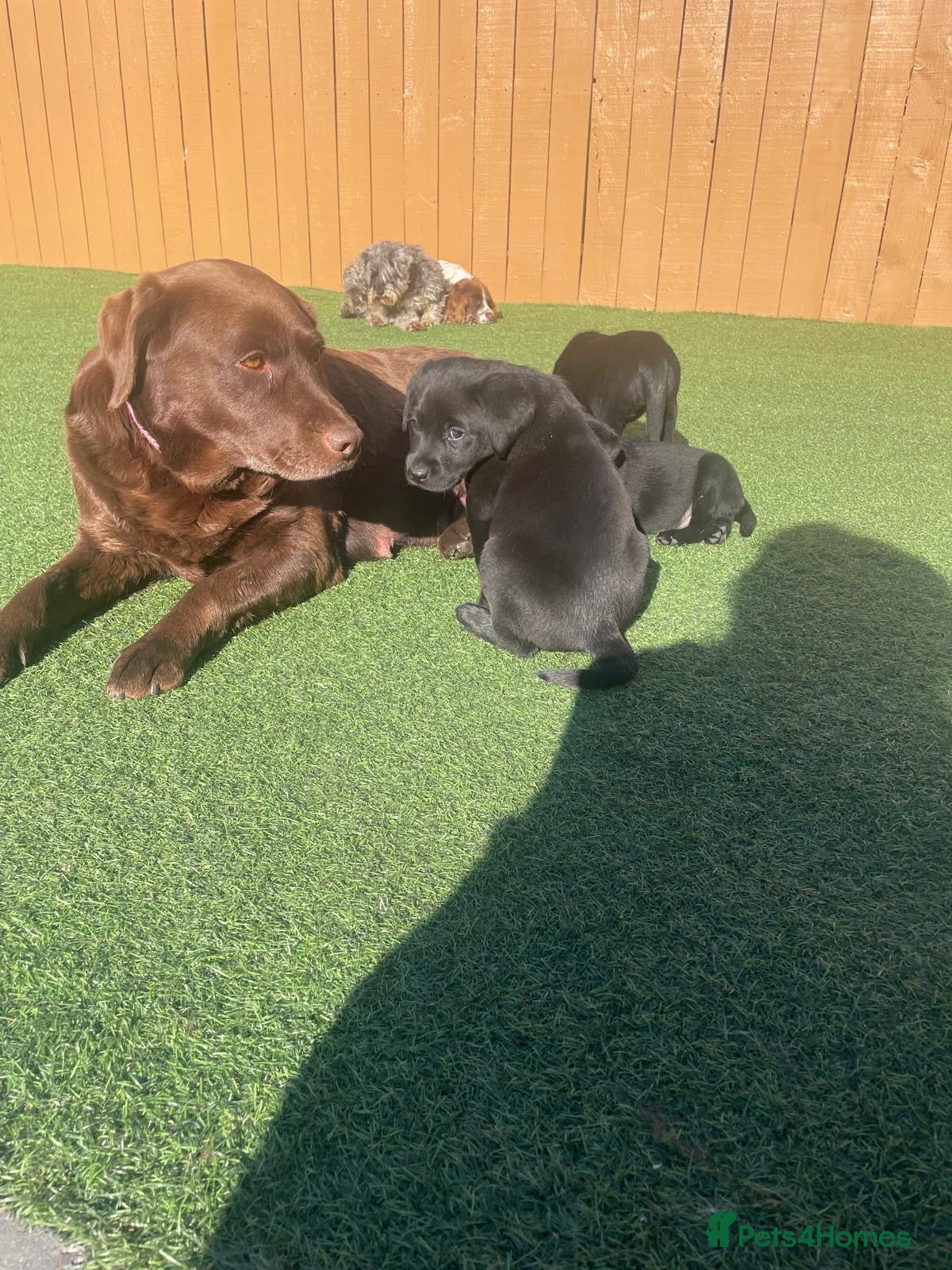 Labrador Retriever dogs Adorable Labrador puppies  - Advert 2