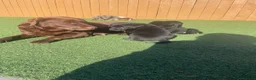 Labrador Retriever dogs for sale: Adorable Labrador puppies  - Advert 1