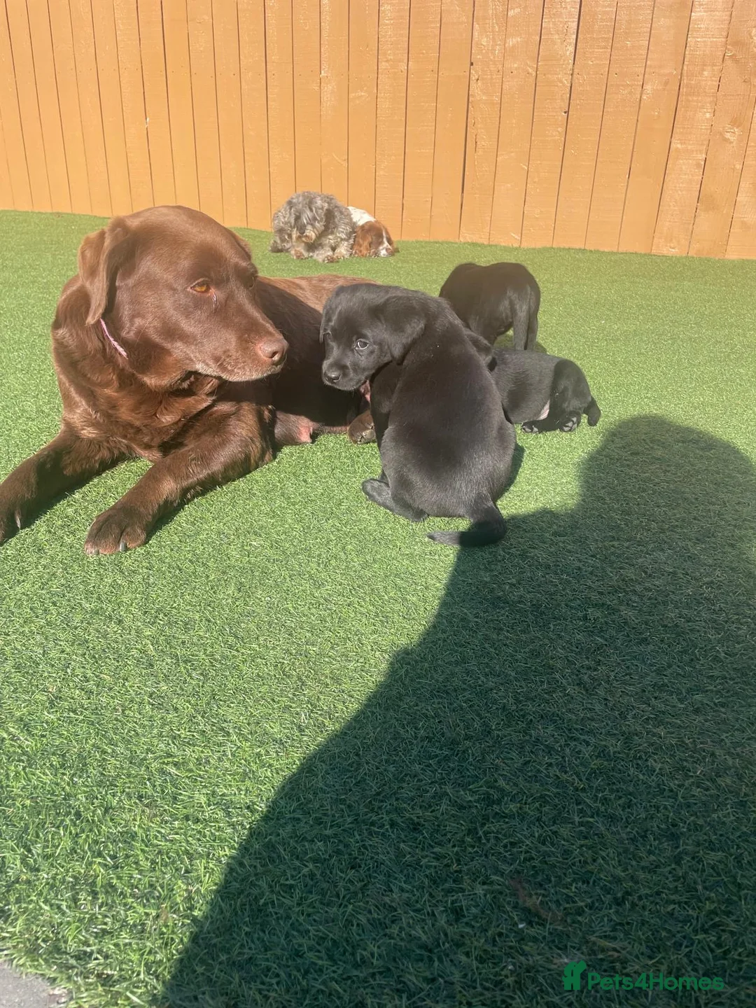 Labrador Retriever dogs for sale: Adorable Labrador puppies  - Advert 1
