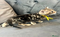 Bengal cats for sale: Stunning litter of Pure Bengals - Image 15