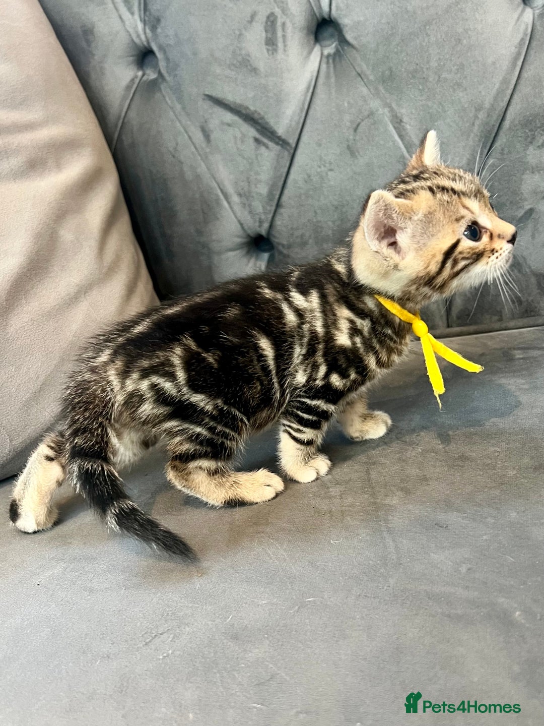 Bengal cats for sale: Stunning litter of Pure Bengals - Image 15