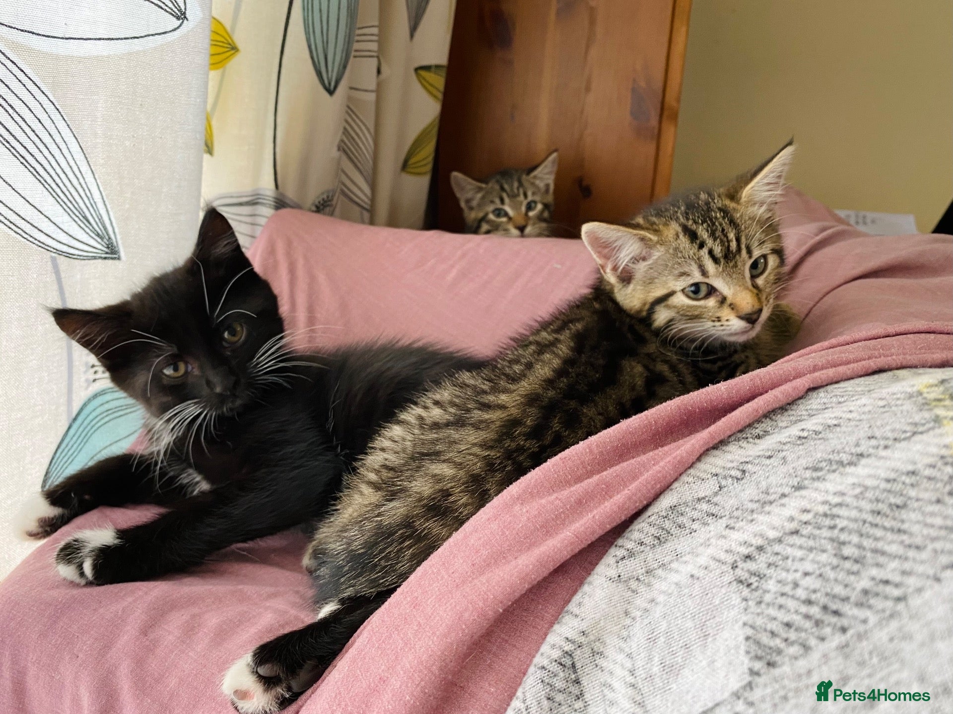 Mixed Breed cats 1/4 Bengal/Siberian Hypoallergenic Kittens! ❤️ - Advert 6